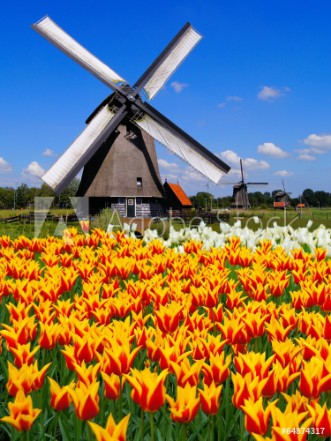 Picture of Traditional Dutch windmill with vibrant orange and yellow tulips